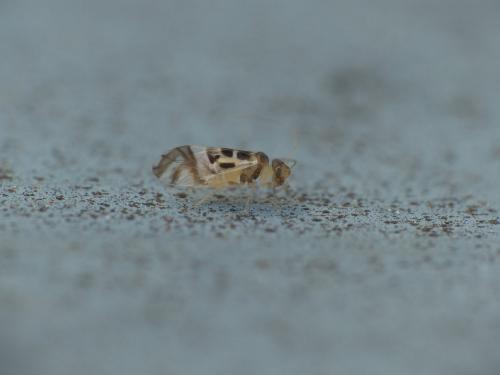 Graphopsocus cruciatus